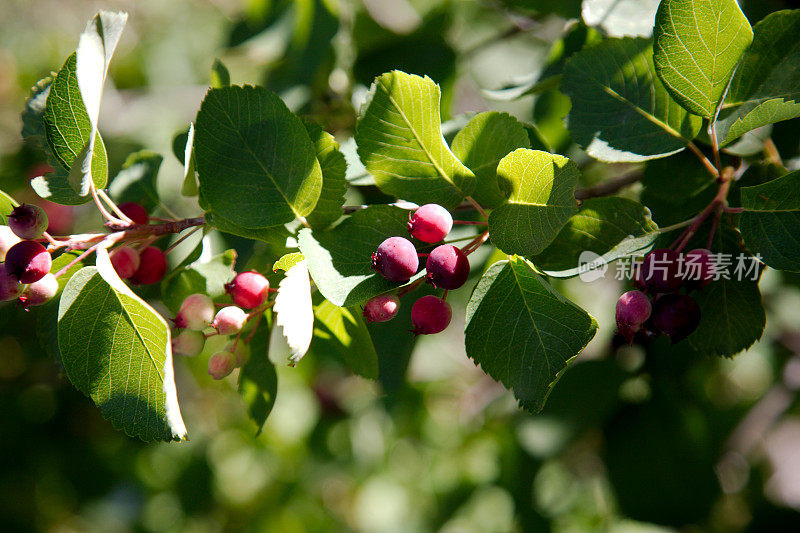 萨斯卡通浆果(Amelanchier alnifolia)的一个分支上的果实。